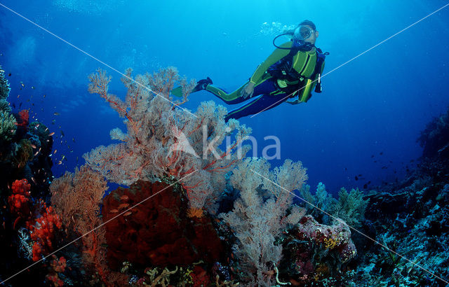 Komodo National Park