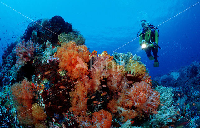 Komodo National Park