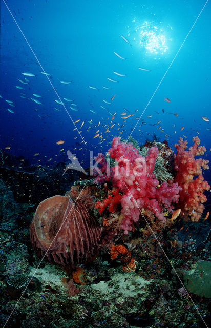 Komodo National Park