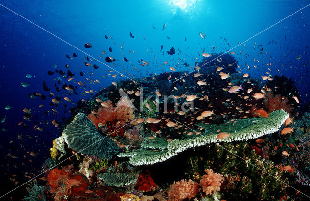 Komodo National Park