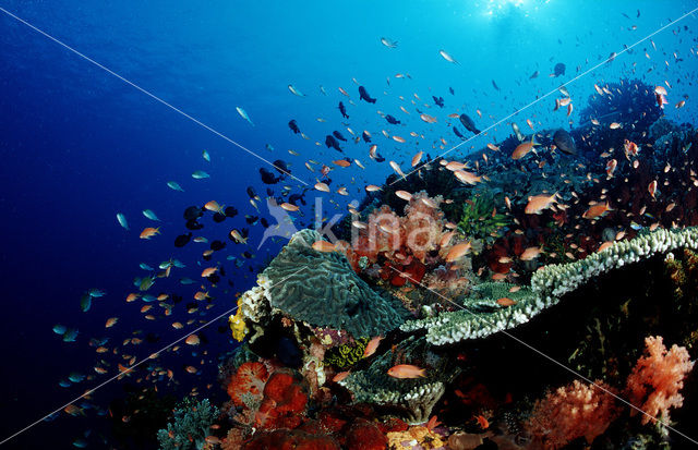 Komodo National Park