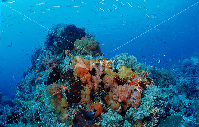 Komodo National Park