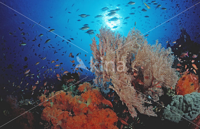 Komodo National Park