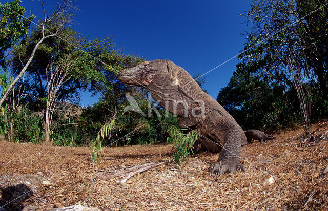 Komodovaraan (Varanus komodoensis)