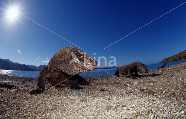 Komodovaraan (Varanus komodoensis)