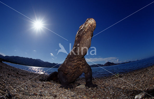 Komodovaraan (Varanus komodoensis)