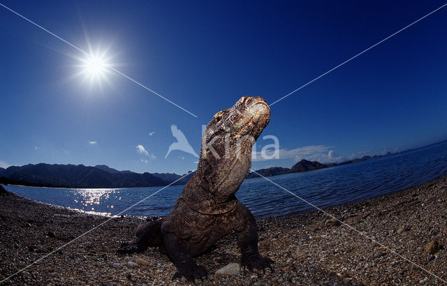 Komodovaraan (Varanus komodoensis)