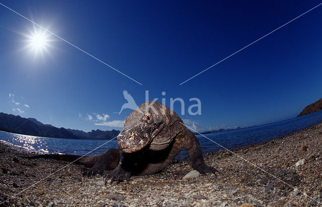 Komodovaraan (Varanus komodoensis)