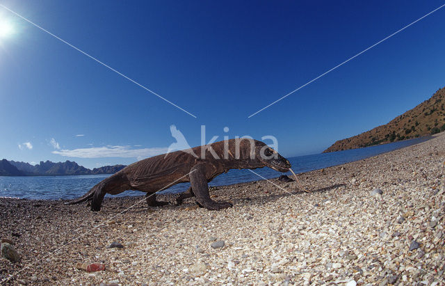 Komodo Island Monitor