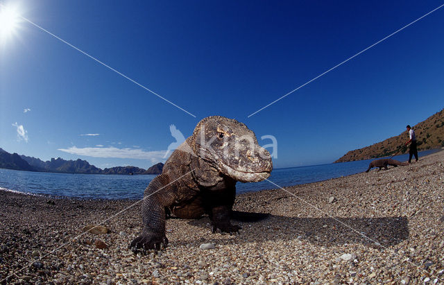 Komodovaraan (Varanus komodoensis)