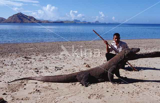 Komodovaraan (Varanus komodoensis)