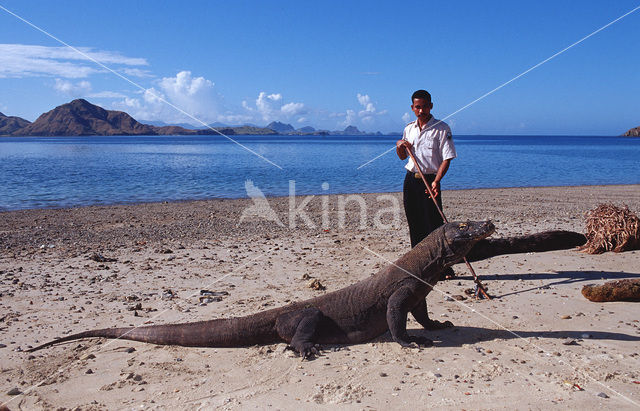 Komodovaraan (Varanus komodoensis)