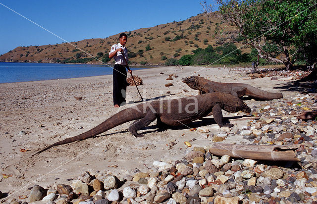 Komodovaraan (Varanus komodoensis)