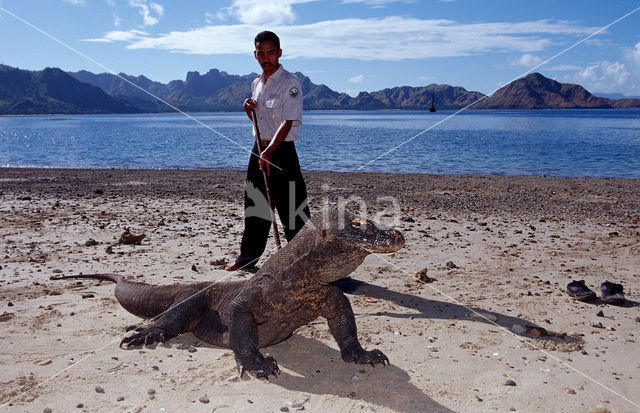 Komodovaraan (Varanus komodoensis)