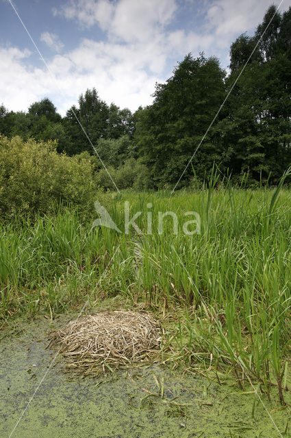 Kraanvogel (Grus grus)