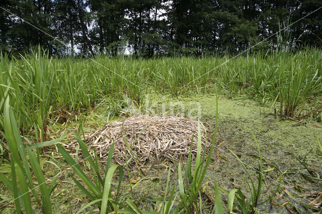 Kraanvogel (Grus grus)