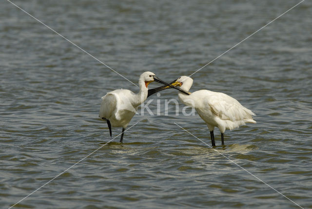 Lepelaar (Platalea leucorodia)