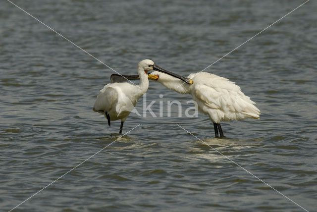 Lepelaar (Platalea leucorodia)