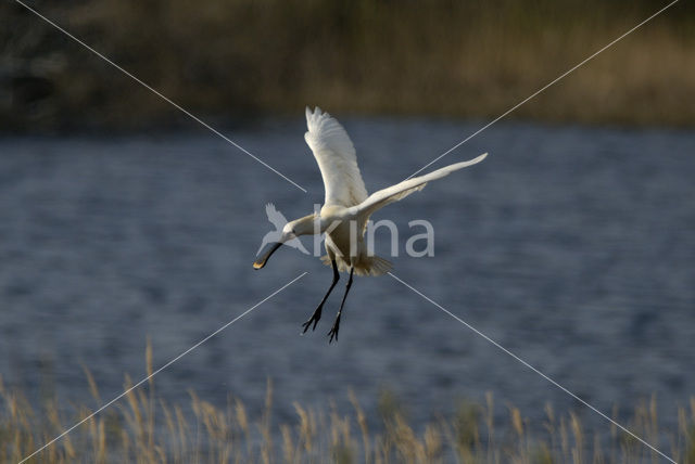 Eurasian Spoonbill (Platalea leucorodia)