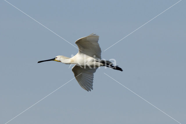 Eurasian Spoonbill (Platalea leucorodia)