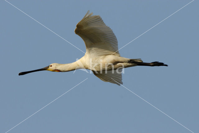 Eurasian Spoonbill (Platalea leucorodia)