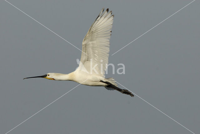 Eurasian Spoonbill (Platalea leucorodia)