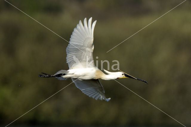 Lepelaar (Platalea leucorodia)