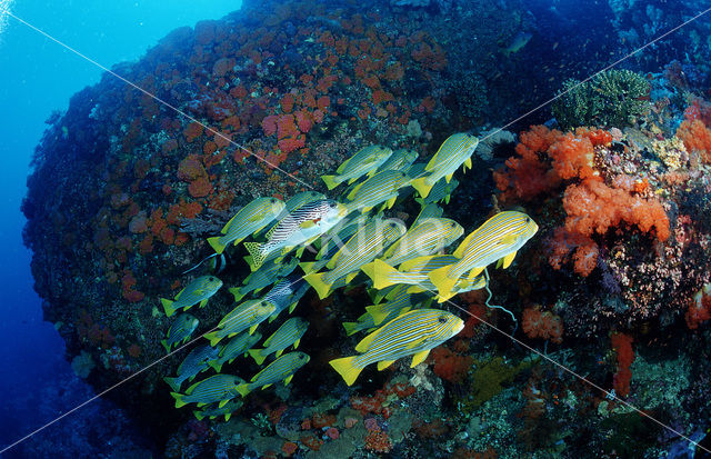 Lipvis (Plectorhinchus chrysotaenia)