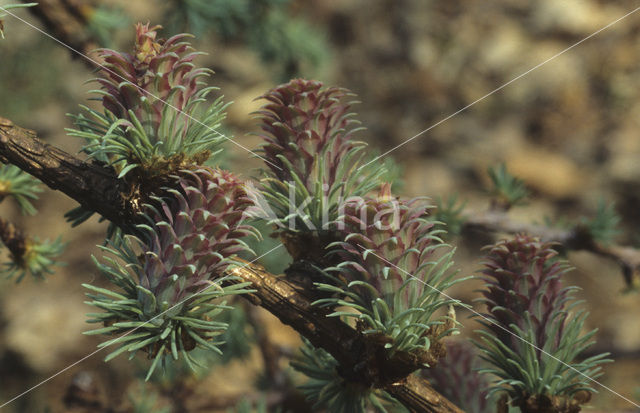 Lork (Larix)