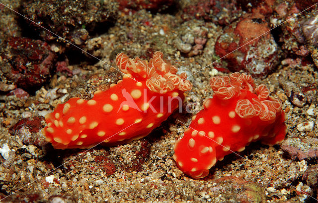 Naaktslak (Gymnodoris aurita)