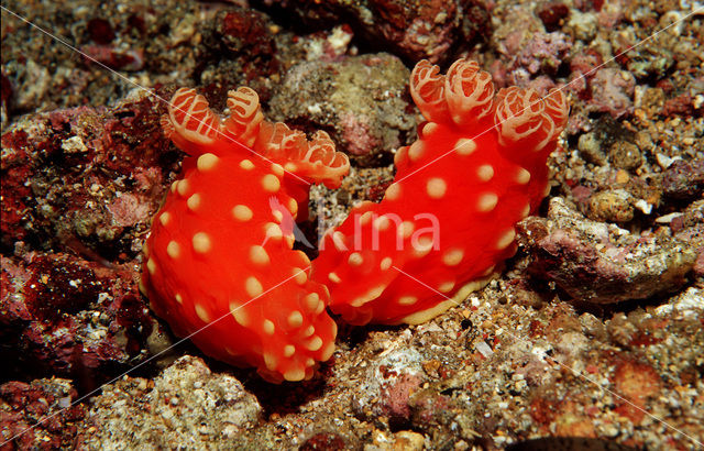 Naaktslak (Gymnodoris aurita)