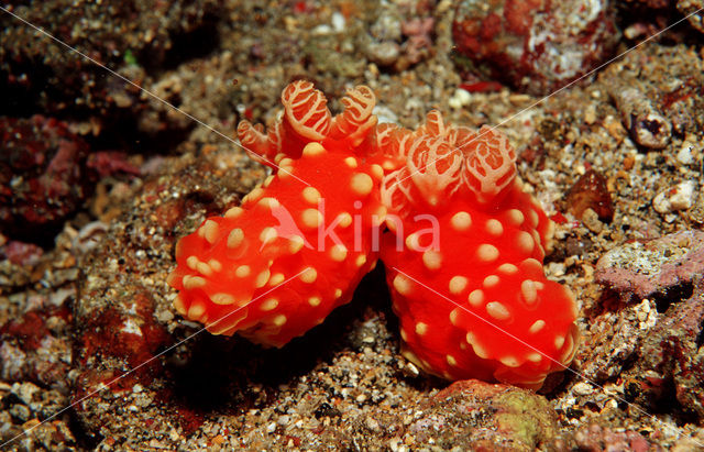 Naaktslak (Gymnodoris aurita)