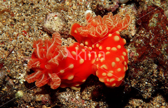 Naaktslak (Gymnodoris aurita)