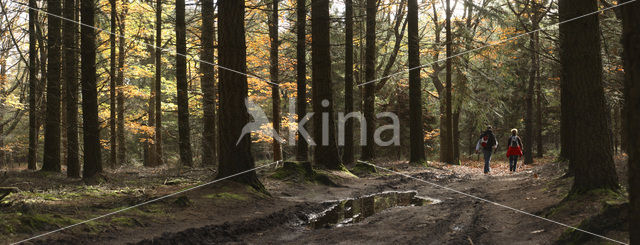 Nationaal Park Sallandse Heuvelrug