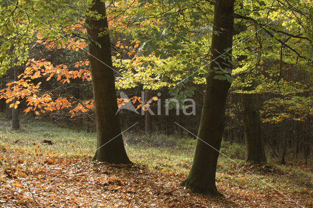 Nationaal Park Sallandse Heuvelrug