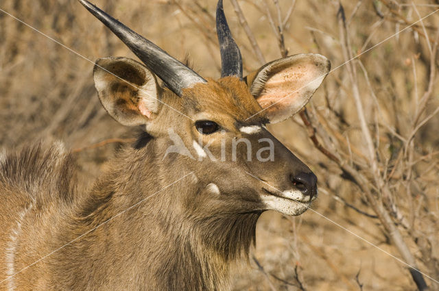 Nyala (Tragelaphus angasi)