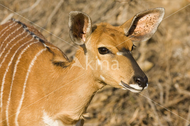 Nyala (Tragelaphus angasi)