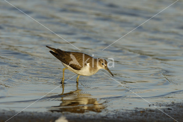 Oeverloper (Actitis hypoleucos)