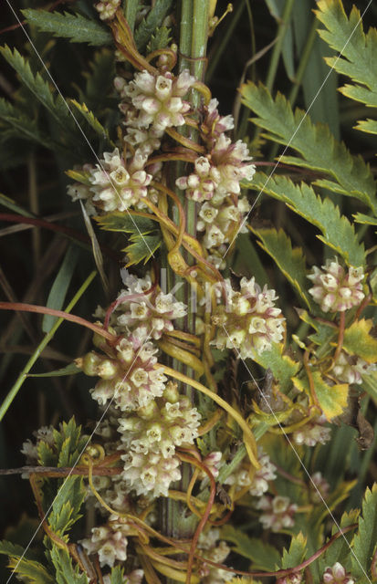 Oeverwarkruid (Cuscuta gronovii)