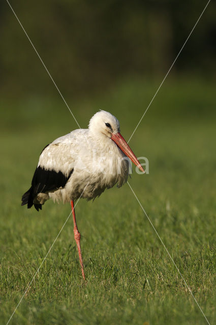 Ooievaar (Ciconia ciconia)