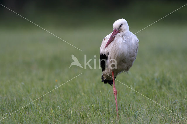 Ooievaar (Ciconia ciconia)