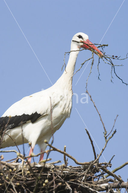 Ooievaar (Ciconia ciconia)