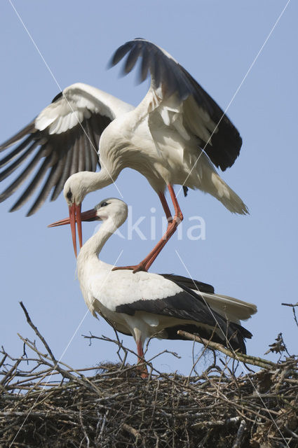 Ooievaar (Ciconia ciconia)