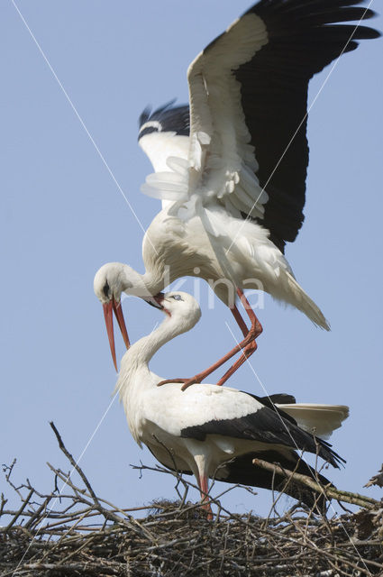 Ooievaar (Ciconia ciconia)