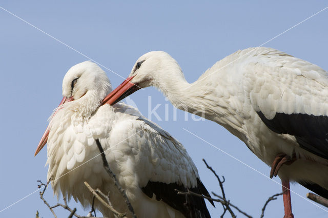 Ooievaar (Ciconia ciconia)