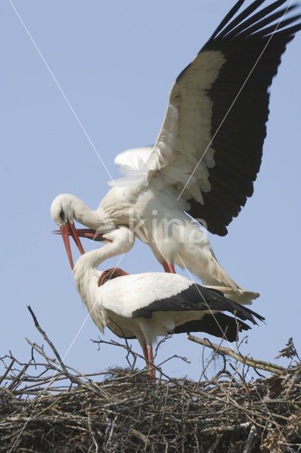 Ooievaar (Ciconia ciconia)