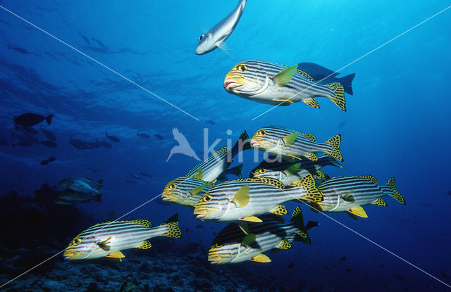 Oosterse diklipvis (Plectorhinchus vittatus)