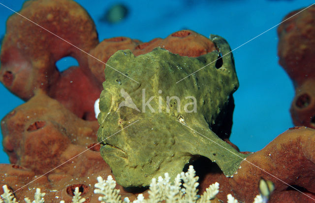 Oranje Hengelaarsvis (Antennarius commersonii)