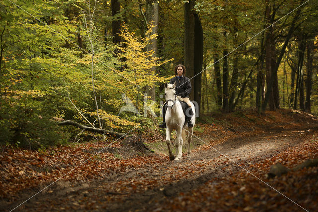 Paard (Equus spp)