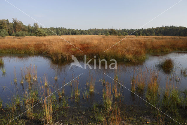 Pijpestrootje (Molinia caerulea)